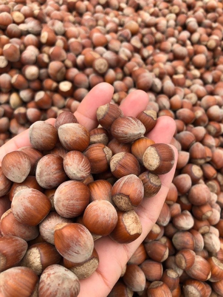 خشکبار آلارسان آذربایجان